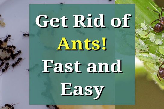 How to get rid of ants permanently in UK Get Rid Of Ants