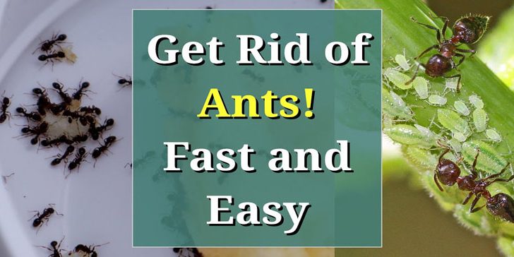 Get Rid Of Ants Permanently in the UK