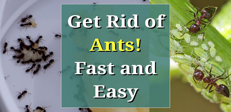 How To Get Rid Of Ants Permanently In UK 