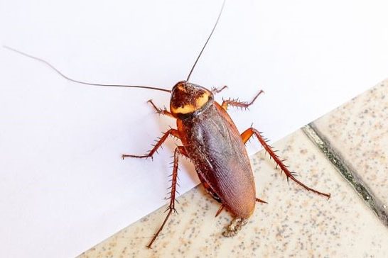 Get rid of cockroaches Get rid of cockroaches