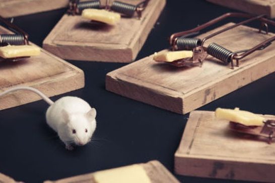 best mouse traps