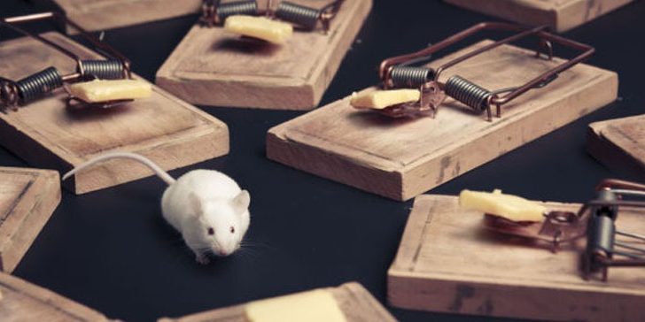 best mouse traps