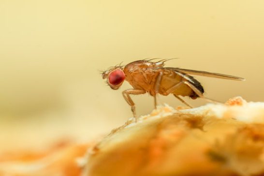 Fruit Flies
