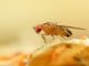 Fruit Flies