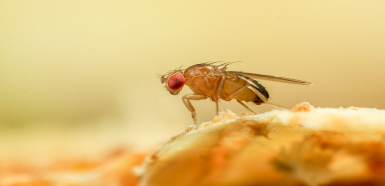 Fruit Flies