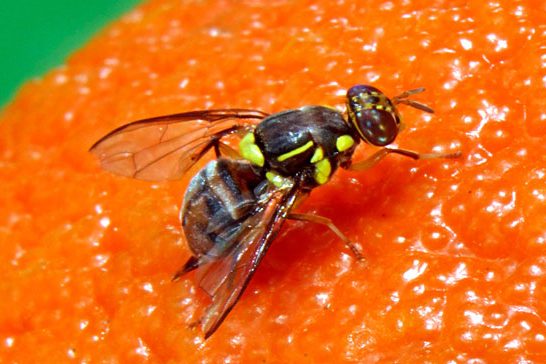 get rid of fruit flies