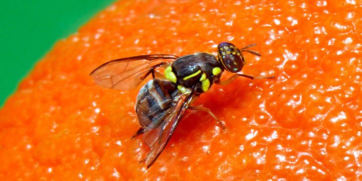 How to get rid of fruit flies UK get rid of fruit flies