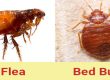 Get rid of fleas
