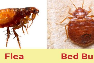 Get rid of fleas
