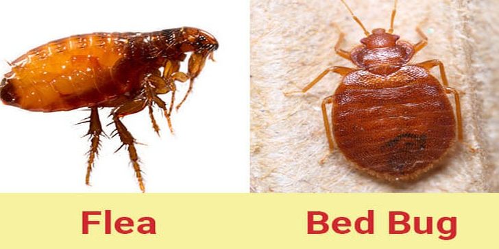 Get rid of fleas
