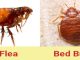 Get rid of fleas
