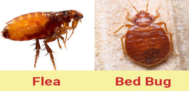Get rid of fleas