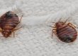 How bed bugs appear
