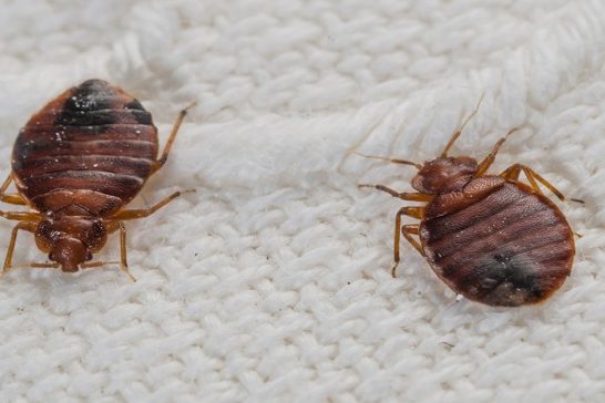 How bed bugs appear How bed bugs appear