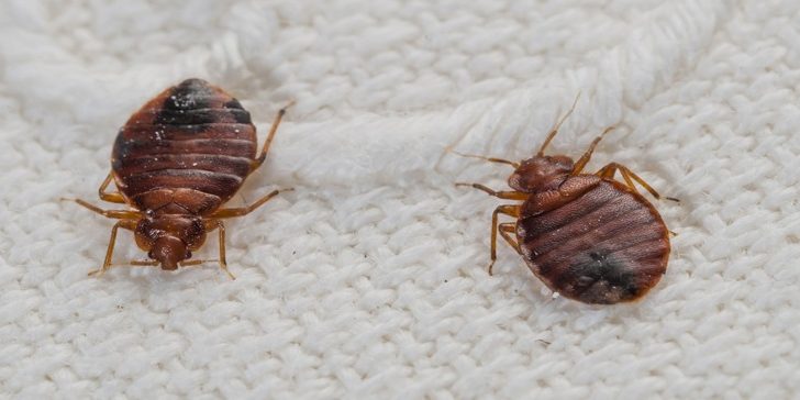 How bed bugs appear