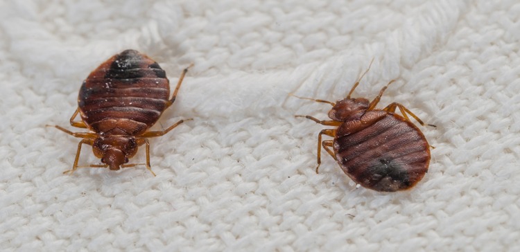 How bed bugs appear