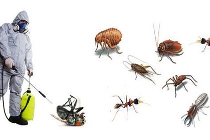 Pest Control in the UK Pest Control in the UK