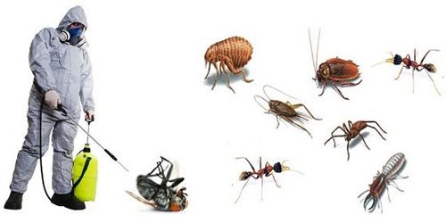 Pest Control in the UK Pest Control in the UK