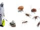 Pest Control in the UK