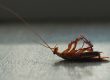 The Most Effective Way to Kill Cockroaches