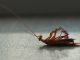 The Most Effective Way to Kill Cockroaches