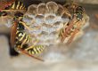 Get Rid of Wasps