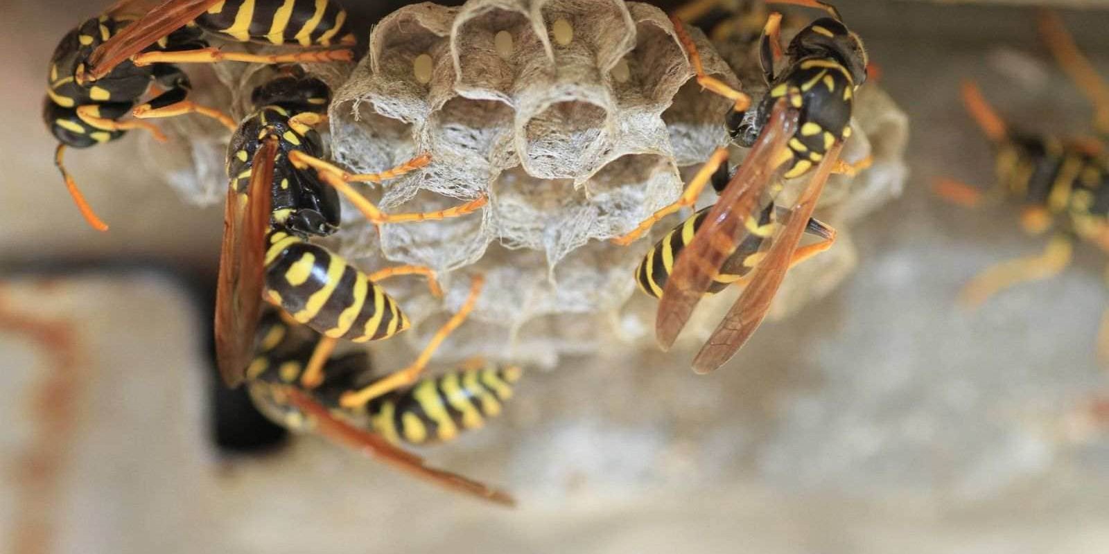 Get Rid of Wasps Get Rid of Wasps
