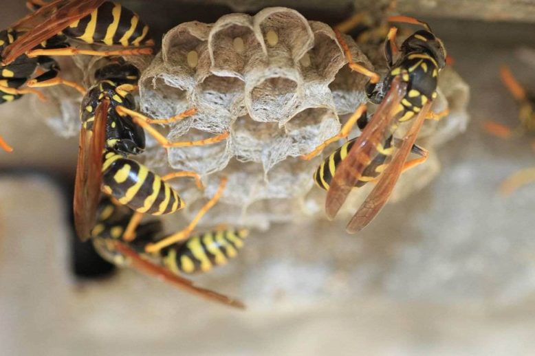 Get Rid of Wasps