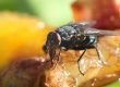 Pests in the Food Industry