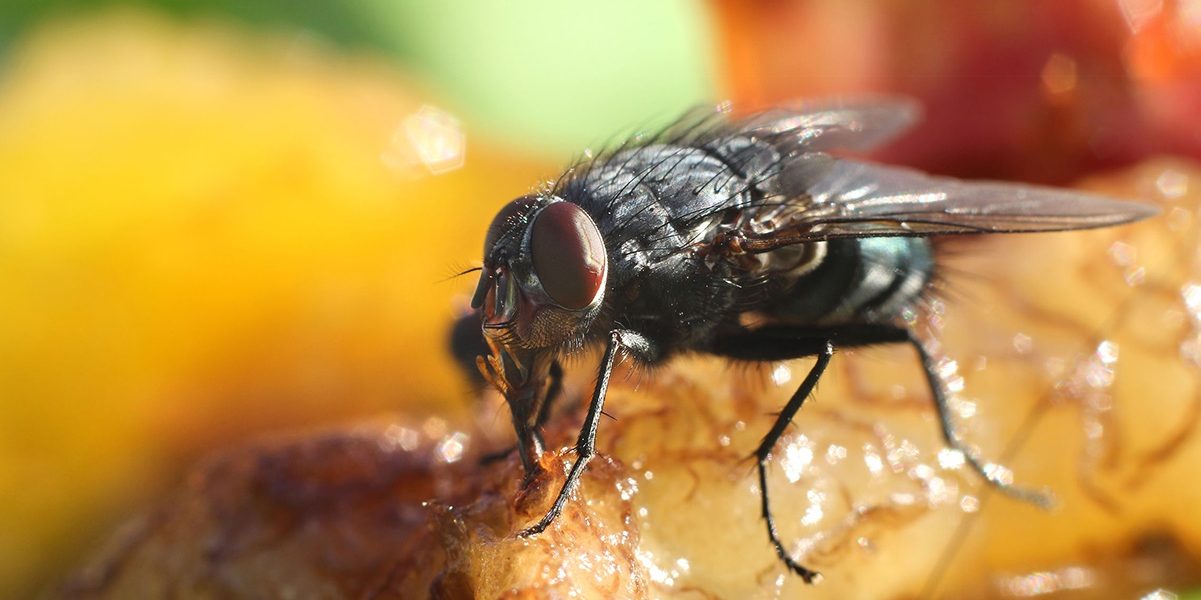 Pests in the food industry pose a significant risk to both