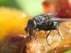 Pests in the Food Industry