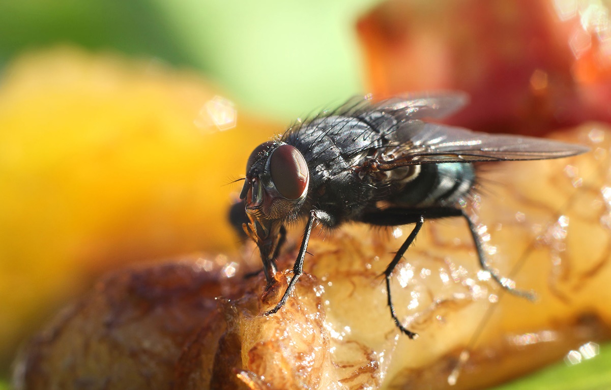 Pests in the Food Industry